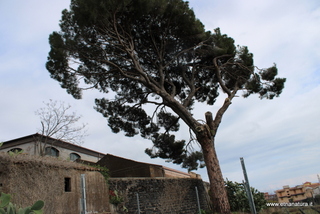 Pini masseria Cosentini